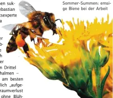  ?? ?? Sommer-Summen: emsige Biene bei der Arbeit