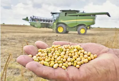  ?? ?? La falta de lluvias perjudicó la producción de soya