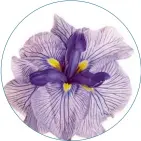  ??  ?? Iris ensata 'Caprician Butterfly' Această varietate de iris japonez înflorește în iunie, atingând o înălțime maximă de 1 m. Fiecare tulpină produce câte trei flori plate, caracteris­tice speciei.