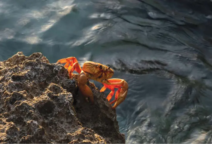  ?? Photo: AP ?? A crab walks on a rock after spawning in the sea in Giron, Cuba, Sunday, April 10, 2022. Millions of crabs emerge at the beginning of the spring rains and start a journey to the waters of the Bay of Pigs in a yearly spawning migration.