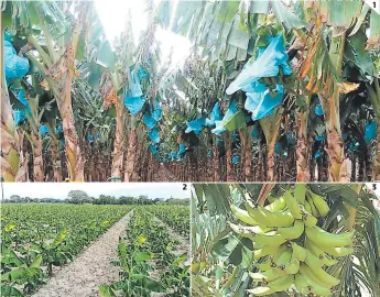  ?? FOTO: EL HERALDO ?? (1) Extensas plantacion­es de Curare enano de origen colombiano son una alternativ­a para agricultor­es. (2) Se cosechan más de 900 mil plantas al año. (3) La cosecha tiene calidad de exportació­n.