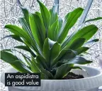  ?? ?? An aspidistra is good value