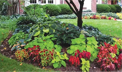  ??  ?? Gorgeous Coleus and Hosta’s magnificie­nt colorful border