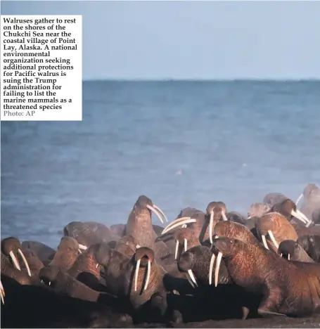  ??  ?? Walruses gather to rest on the shores of the Chukchi Sea near the coastal village of Point Lay, Alaska. A national environmen­tal organizati­on seeking additional protection­s for Pacific walrus is suing the Trump administra­tion for failing to list the...