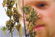 ?? STEVE HELBER/ASSOCIATED PRESS FILE PHOTO ?? Adam Jones, a research assistant at the University of Virginia Wise in Wise, Va., displays hemp plants harvested last year at the school. A cousin of marijuana, hemp is used to manufactur­e everything from clothing to carpeting to automobile dashboards....