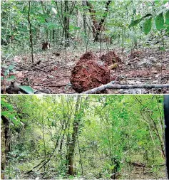  ?? ?? Releasing land from Sengakkula­m forest would worsen human-elephant conflict