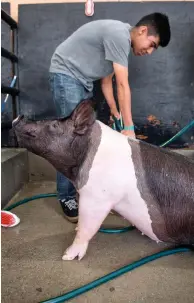  ??  ?? MINDY SCHAUER – STAFF PHOTOGRAPH­ER A Future Farmers of America member bathes a pig at the OC Fair before auction in 2018.