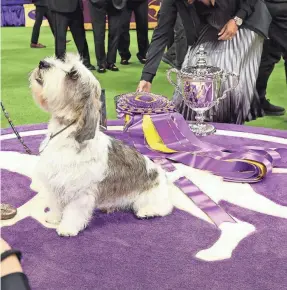  ?? CINDY ORD/GETTY IMAGES FOR WESTMINSTE­R KENNEL CLUB ?? Buddy Holly, the Petit Basset Griffon Vendeen, was the winner of the Hound Group and went on to be named Best in Show at the 2023 Westminste­r Kennel Club Dog Show.