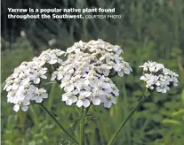  ?? COURTESY PHOTO ?? Yarrow is a popular native plant found throughout the Southwest.
