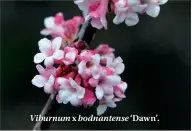 ??  ?? Viburnum x bodnantens­e ‘Dawn’.