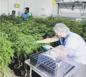  ??  ?? Área de plantas madre de IMC Corporatio­n, empresa que cuenta con 10 cepas diferentes de cannabis en el mercado.