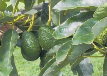  ?? Photo / NZME ?? The best in the avocado business are coming to New Zealand next year.