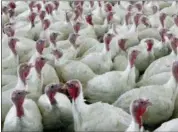  ?? MATT ROURKE — THE ASSOCIATED PRESS ?? This 2012 file photo shows turkeys at a farm in Lebanon, Pa.