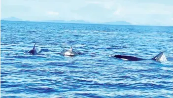  ?? (Photo credit: Arapat bin Abdurahim) ?? The orcas sighted at Pulau Sipadan in January 2021