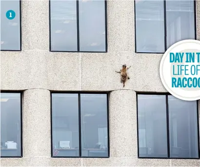  ?? Pictures: AP ?? 1 1. HANG ON. A raccoon scurries up the side of the UBS Tower in St Paul, Minnesota.