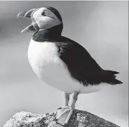  ?? Robert F. Bukaty / Associated Press file ?? A puffin calls out from its rocky perch on Machias Seal Island.