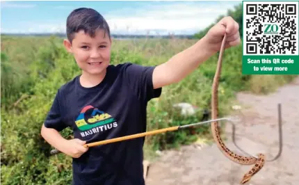  ?? ?? Mason Daniel’s biggest catches to date are a 1.8m olive grass snake and a 1.2m southern African python, with the most dangerous a one metre vine snake. This time it’s a mildly venomous night adder