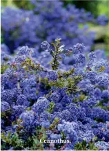  ??  ?? Ceanothus.