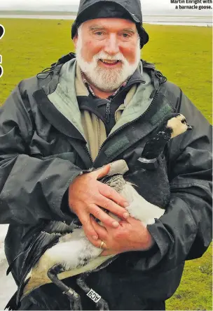  ??  ?? Martin Enright with a barnacle goose.