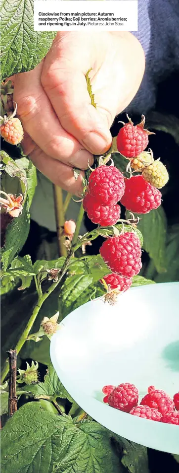  ?? Pictures: John Stoa. ?? Clockwise from main picture: Autumn raspberry Polka; Goji berries; Aronia berries; and ripening figs in July.