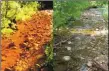  ?? COURTESY WRITERS ON THE RANGE ?? The Soda Butte Creek, before and after a cleanup effort.