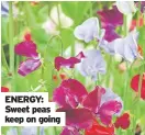  ?? ?? ENERGY: Sweet peas keep on going