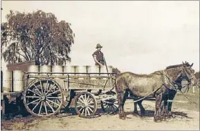  ??  ?? On display: Bob Schwarz taking milk cans from his Waharoa Rd farm to the Matamata Creamery. A copy is in the exhibition.