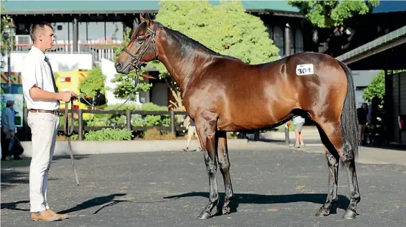  ?? SUPPLIED ?? The Karaka sale-topping Savabeel-Katie Lee bought by Te Akau???s David Ellis for $1,025,000.