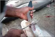  ?? KAMRAN JEBREILI/AP PHOTO ?? A worker cuts a shark fin at a fish market in Dubai, United Arab Emirates.