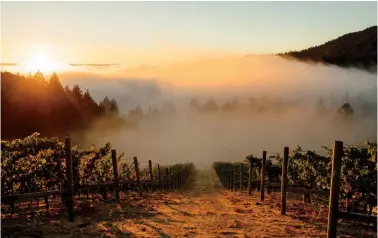  ?? ?? FROM TOP:
Rudd Estate on Napa’s Mount Veeder; Rudd Mt. Veeder Estate Susan’s Blanc; Leslie and Susan Rudd