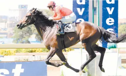  ?? Picture: JC Photograph­ics ?? HEADING OVERSEAS. Majestic Mambo will be having his final race in South Africa in Saturday’s Vodacom Durban July before heading for Dubai with Mike de Kock.