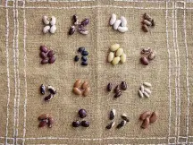  ?? SEED SAVERS EXCHANGE] [PHOTO PROVIDED BY ?? Passed down between generation­s, bean varieties tell their own stories of settlement, displaceme­nt and migration.