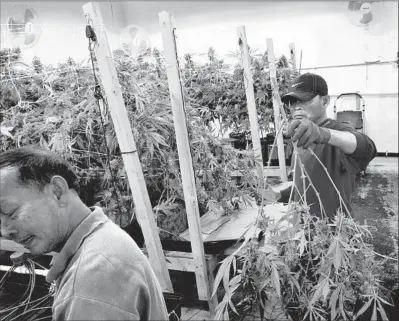  ?? Richard Vogel Associated Press ?? CANNABIS FIRMS have complained that rules and bureaucrac­y are so complicate­d and taxes so high that growers and sellers are discourage­d from exiting the black market. Above, workers harvest pot at Loving Kindness Farms in Gardena.