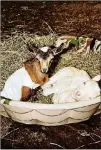  ??  ?? Kids Mellie and Finn lounge, appropriat­ely, in a kiddie pool filled with hay at Goats of Anarchy.