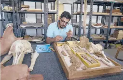  ?? NARIMAN EL-MOFTY/AP ?? Abdullah Gohar, a researcher at Egypt’s Mansoura University, shows the fossil of a prehistori­c whale Sept. 12 at the university’s paleontolo­gy department lab.