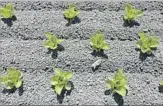  ??  ?? AT TOP, part of a PlantTape strand. Above, a computer-guided machine has thinned sprouts grown from seed to allow others space to grow.