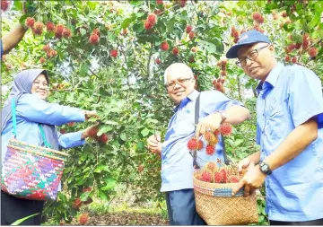  ??  ?? The best rambutan in Malaysia... Ishak (centre) harvesting rambutan with help from Nazipah (left) and Shahid (right) at a rambjutan farm in Nyelam, near Lachau in Sri Aman Division.