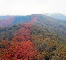  ?? NINE ?? Coloured fire retardant covers the trees in a barrier created by firefighte­rs.