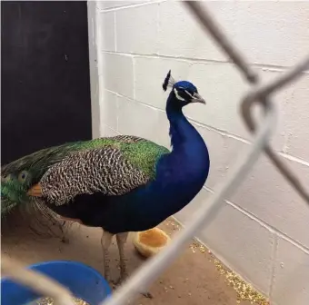  ?? PHOTO COURTESY NEWTON, N.H., PD ?? PLUMED AND PLUCKY: The peacock that intimidate­d residents of Route 108 in Newton and Plaistow, N.H., is seen in solitary after his capture. Anyone who knows where the angry bird belongs is asked to contact Newton, N.H., police.