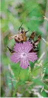  ??  ?? Die Golddistel blüht auf der Alsmooser Pfarrwiese. Auch der Kreuzenzia­n ist auf der Pfarrwiese zu finden. Und im vergangene­n Herbst war hier auch die Karthäuser Nelke zu finden (von links).