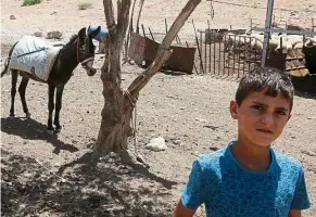  ??  ?? Securing their livelihood: Palestinia­n farmers have to keep livestock in the Israeli-occupied West Bank area of Tubas contained or authoritie­s will round up wandering animals in the interests of public safety. — AFP