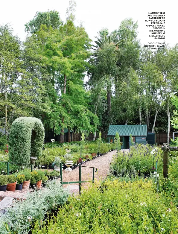  ??  ?? MATURE TREES ARE THE GREEN BACKDROP TO ROWS OF BLOUSY PERENNIALS AND OLD-WORLD SPECIES IN THE WORKING NURSERY AT STELLENBER­G GARDENS OPPOSITE PAGE SOUTHERN CHARM (VERBASCUM)