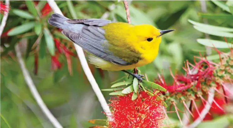  ??  ?? Prothonota­ry warblers (this one is on a bottle brush plant) are among the first of varied warblers to fly north.