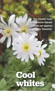  ??  ?? The creamy hues of Anemone blanda shine out against Euphorbia ‘Efanthia’ Cool whites