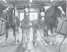  ?? PROVIDED BY BUDWEISER ?? Four Clydesdale foals – Barron, Sergeant, Stinger and Razor – were born recently at the horses’ breeding and training facility at Warm Springs Ranch in Boonville, Mo.