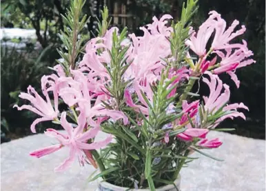  ??  ?? Nerine lilies are elegant autumn cut flowers. Here, they are joined by rosemary stems.