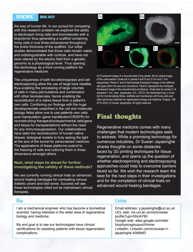  ??  ?? A) Fluorescen­t image of a reconstruc­ted living vessel, (B) an optical image of the cross-section. Scale bar in panels A and B are 5 mm and 1 mm respective­ly. Panels C and D demonstrat­e fluorescen­t images of the different cell types within the two-core reconstruc­t. Panel E represents the overlayed fluorescen­t image of the reconstruc­ted architectu­re. Scale bars for panels C–E represent 1 mm. (see Jayasinghe, S.N., (2013) Cell electrospi­nning: a novel tool for functional­ising fibres, scaffolds and membranes with living cells and other advanced materials for regenerati­ve biology and medicine. Analyst, 138: 2215-2223.) © Suwan Jayasinghe. All rights reserved.