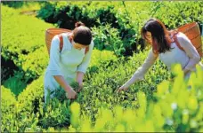  ?? ZHOU DESHU / FOR CHINA DAILY ?? Tourists have a taste of tea leaf picking at a plantation in Anhua county, Hunan province, last month.