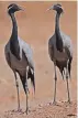  ?? PHOTO: MANN ARYA ?? Demoiselle crane