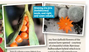  ??  ?? SIrtiisnki­ng iris ( foetidissi­ma) seeds, and right, self-sown rebutia